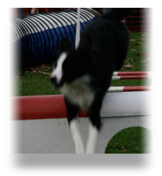 collage image title